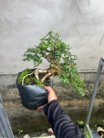 Không thời gian làm bán rẻ ae về làm chơi ạk