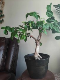 Hoa giấy gốc to, ghép nhiều màu