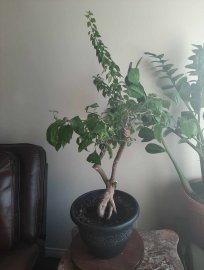 Hoa giấy gốc to, ghép nhiều màu