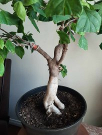Hoa giấy gốc to, ghép nhiều màu