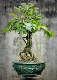 Lộc vừng siêng hoa