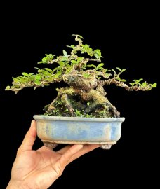 Củ sông cầu tương lai nó ở đây chứ đâu