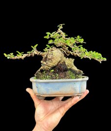 Củ sông cầu tương lai nó ở đây chứ đâu
