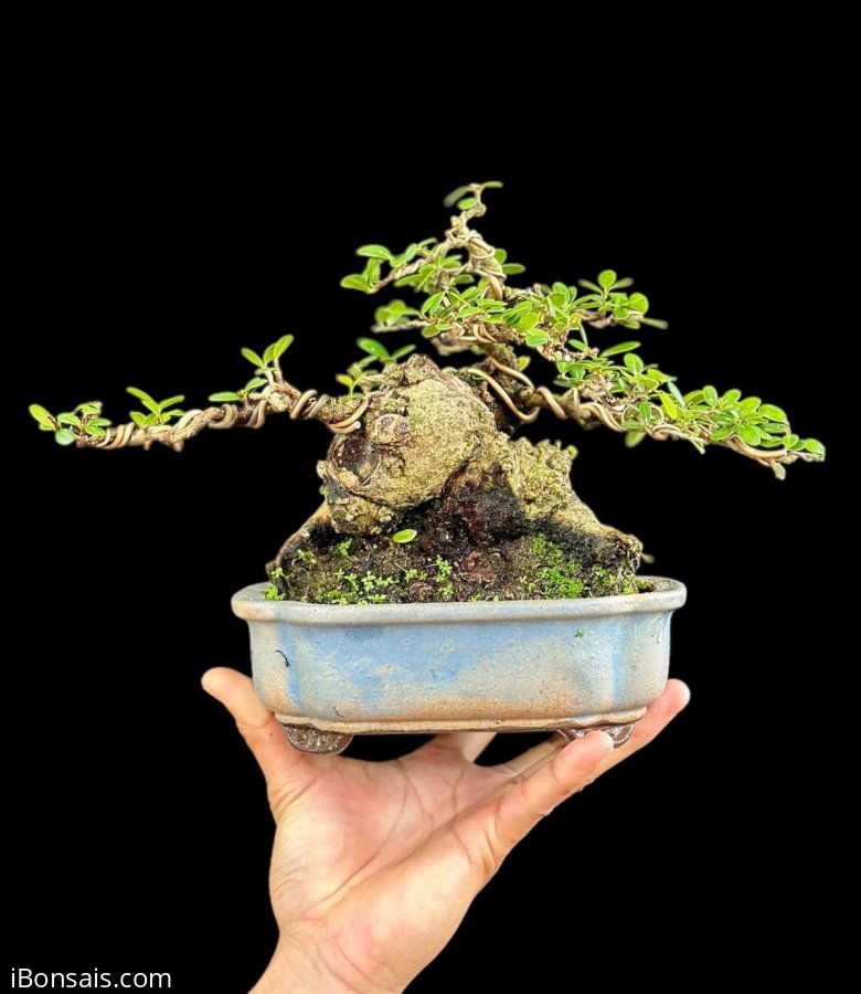 Củ sông cầu tương lai nó ở đây chứ đâu