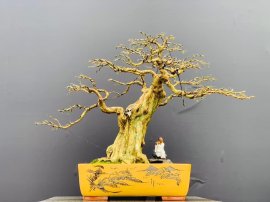 Nguyệt hoa chùm đẹp chơi tết gl ạ