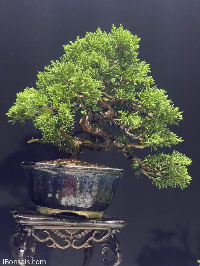 Giao lưu em tùng giá êm lấy lộc cuối năm