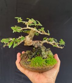 Ủa ủa hải châu mà sao giống mct quá