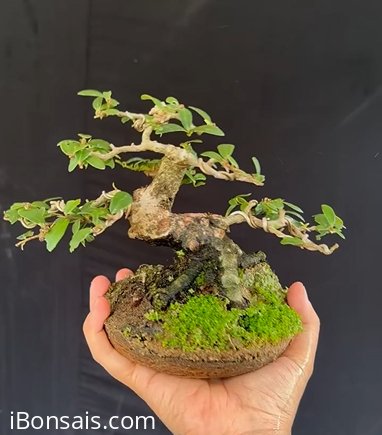 Ủa ủa hải châu mà sao giống mct quá