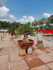 Vài tác phẩm bonsai đại dự thi tại đồng tháp lên cho anh em xem vui