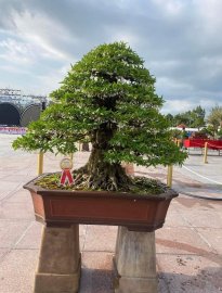 Vài tác phẩm bonsai đại dự thi tại đồng tháp lên cho anh em xem vui