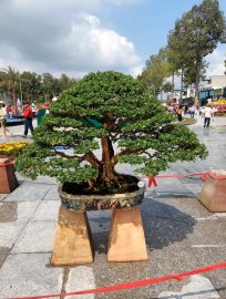 Vài tác phẩm bonsai đại dự thi tại đồng tháp lên cho anh em xem vui