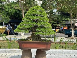 Vài tác phẩm bonsai đại dự thi tại đồng tháp lên cho anh em xem vui