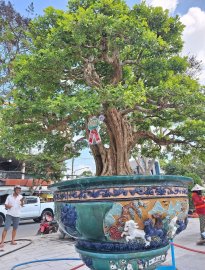 Vài tác phẩm bonsai đại dự thi tại đồng tháp lên cho anh em xem vui