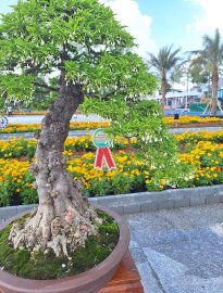 Vài tác phẩm bonsai đại dự thi tại đồng tháp lên cho anh em xem vui