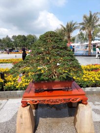 Vài tác phẩm bonsai đại dự thi tại đồng tháp lên cho anh em xem vui