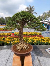 Vài tác phẩm bonsai đại dự thi tại đồng tháp lên cho anh em xem vui