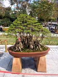 Vài tác phẩm bonsai đại dự thi tại đồng tháp lên cho anh em xem vui