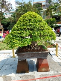 Vài tác phẩm bonsai đại dự thi tại đồng tháp lên cho anh em xem vui