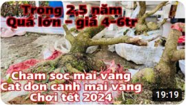 Cắt đôn cành mai vàng , chăm sóc mai vàng chơi tết 2025