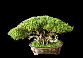 Pemphis bonsai tree