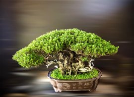 Pemphis bonsai tree