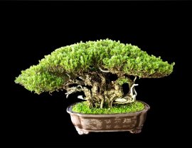 Pemphis bonsai tree