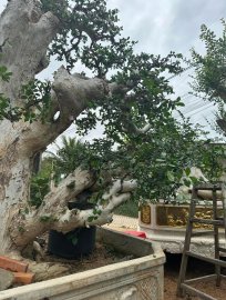 Duối nuôi chậu 1 năm