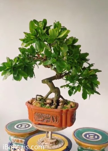 Yellow apricot bonsai tree