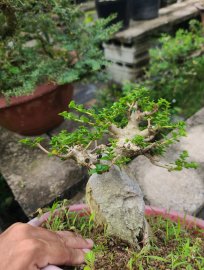 600k cho em sam hương đài loan già....
