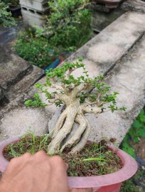 600k cho em sam hương đài loan già....
