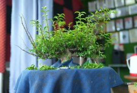 Mai chiếu thủy mini