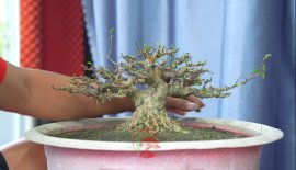 Mai chiếu thủy mini