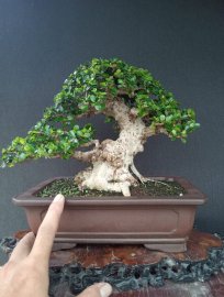 Antidesma acidum tree
