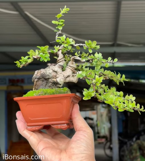 Scopolia nana tree
