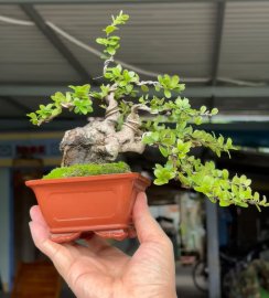 Scopolia nana tree