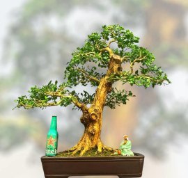Nguyệt giá dễ chơi nha ae