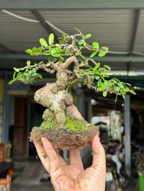 Scopolia nana mini tree