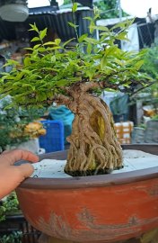 Water Jasmine overrock