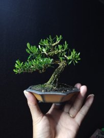 Buxus mini tree