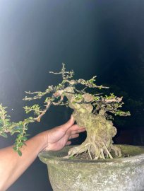 Antidesma acidum tree