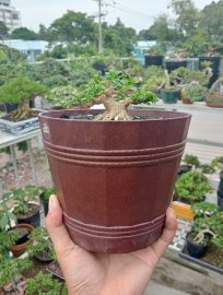 Premna mini tree