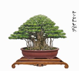 Tác phẩm Mai chiếu thủy