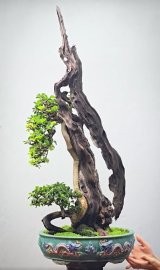 Dalbergia cochinchinensis bonsai tree