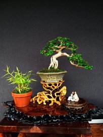 Premna bonsai tree