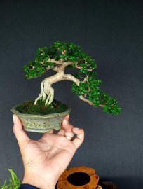 Premna bonsai tree