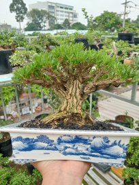 Buxus bonsai tree