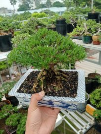 Buxus bonsai tree
