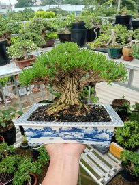 Buxus bonsai tree