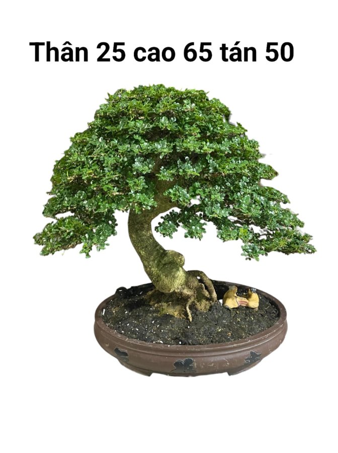 mondo verde bonsai Ficus Ginseng ‘Bonsai Tree’