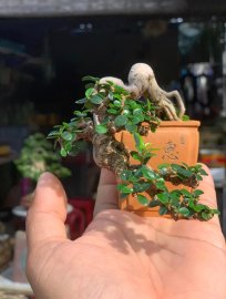 Đồ chơi siêu mini bỏ túi